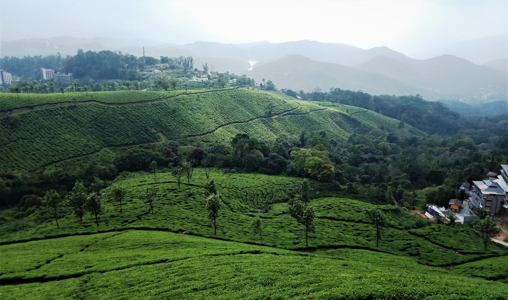 tea palantation in munnar