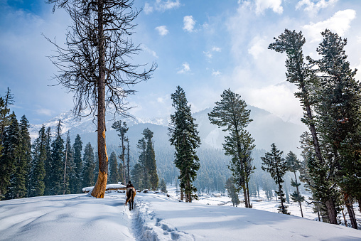 Snow covered pahalgam Kashmir in winters