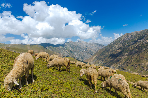 Kashmir great lake trek Sonmarg