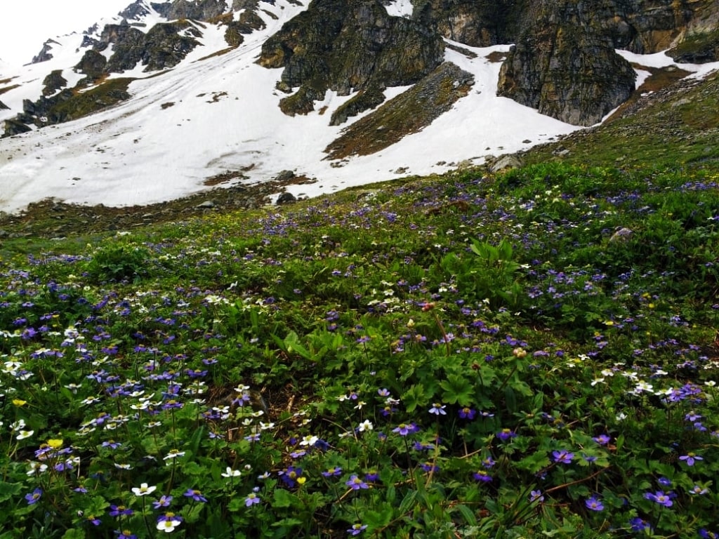 blue wildflowers enroute hampta pass