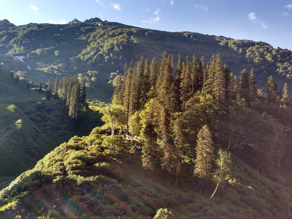 pine trees enroute hampta pass trek