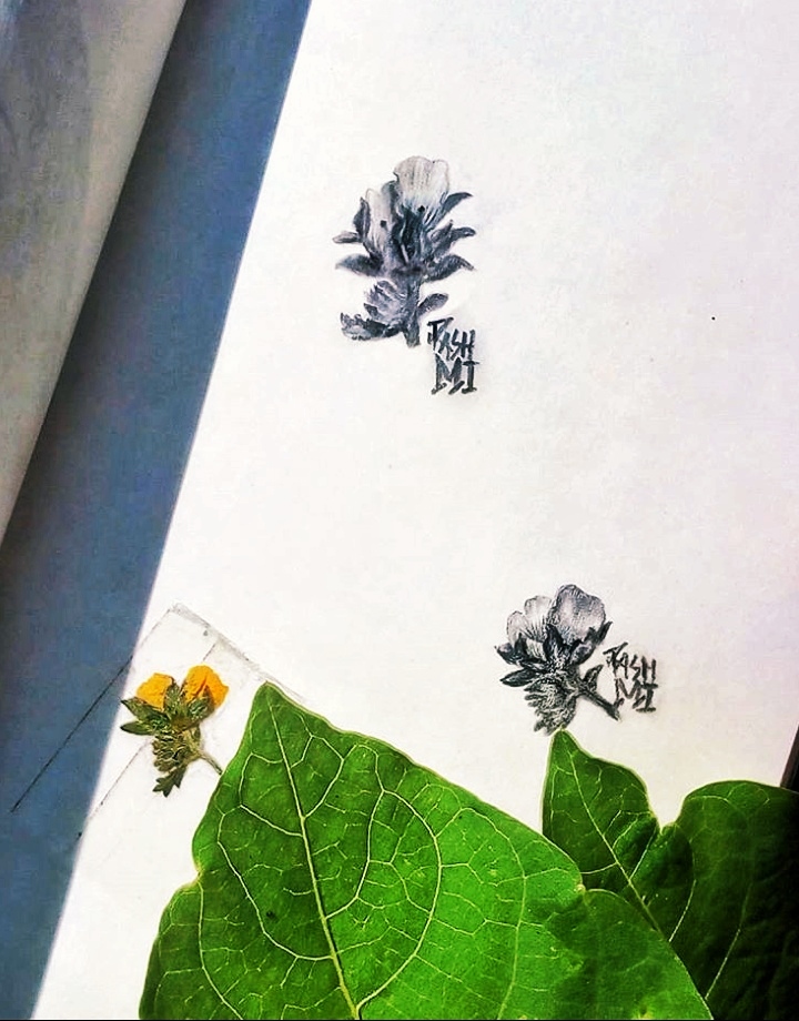 sketch of wildflower found enroute hampta pass