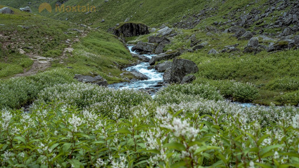 wild flowers near water stream