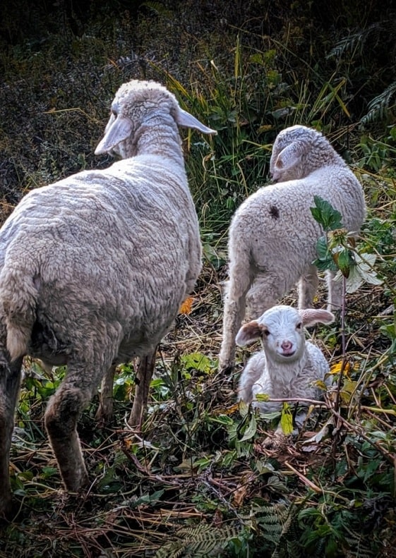 lambs enroute taluka