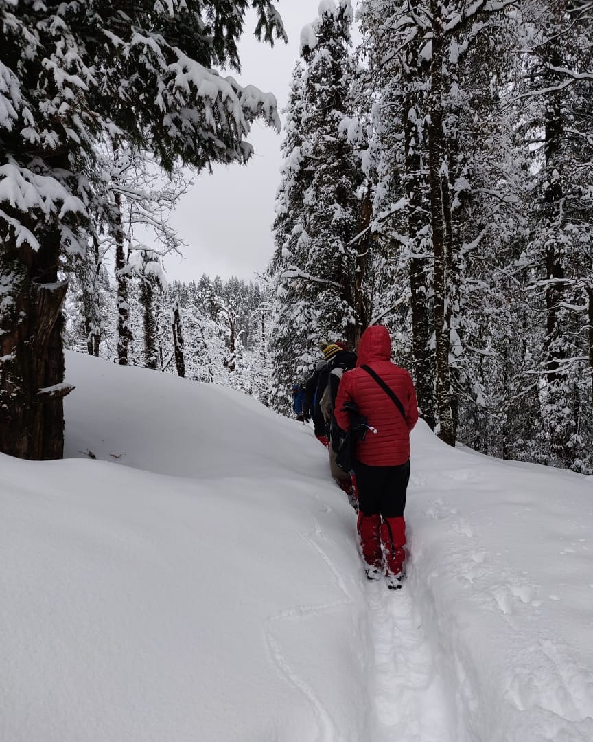 trekkers taking acclimatization walk in snow capped mountain along the trees filled with snow in Kedarkantha