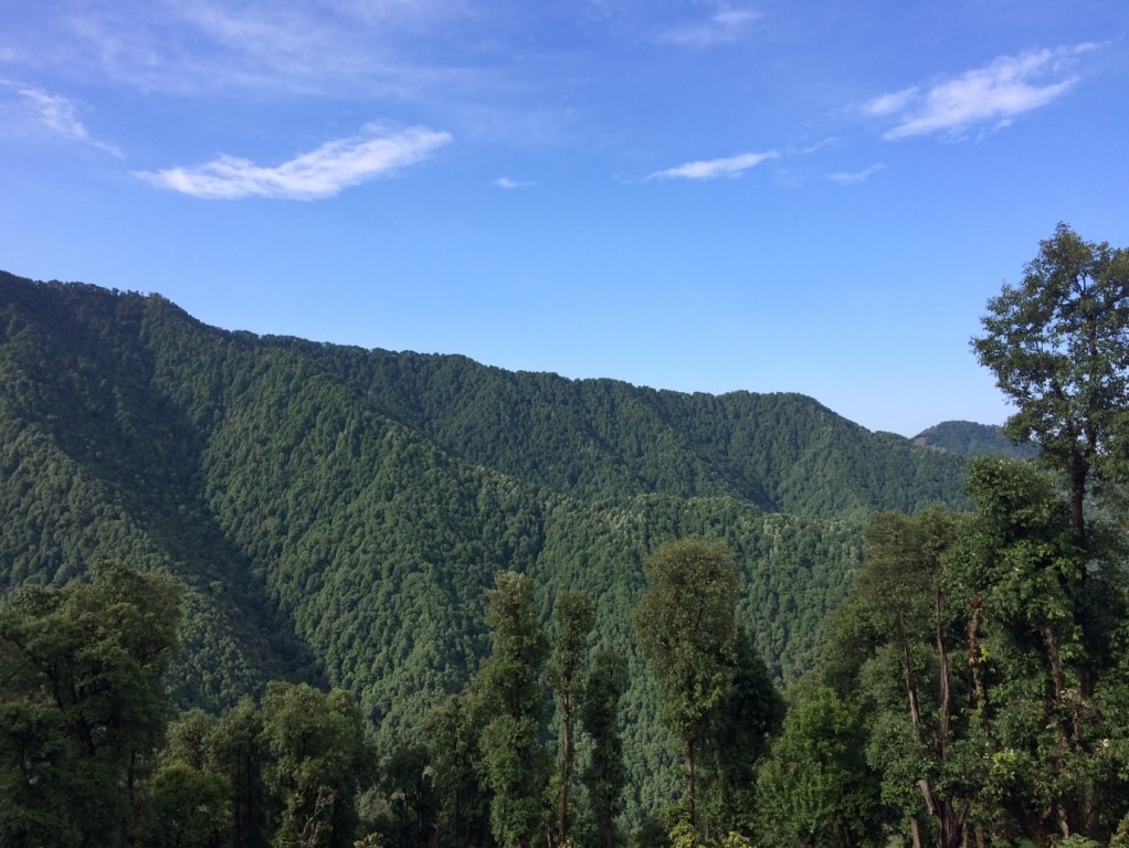 lush green forest of pine and oak enroute nag tibba