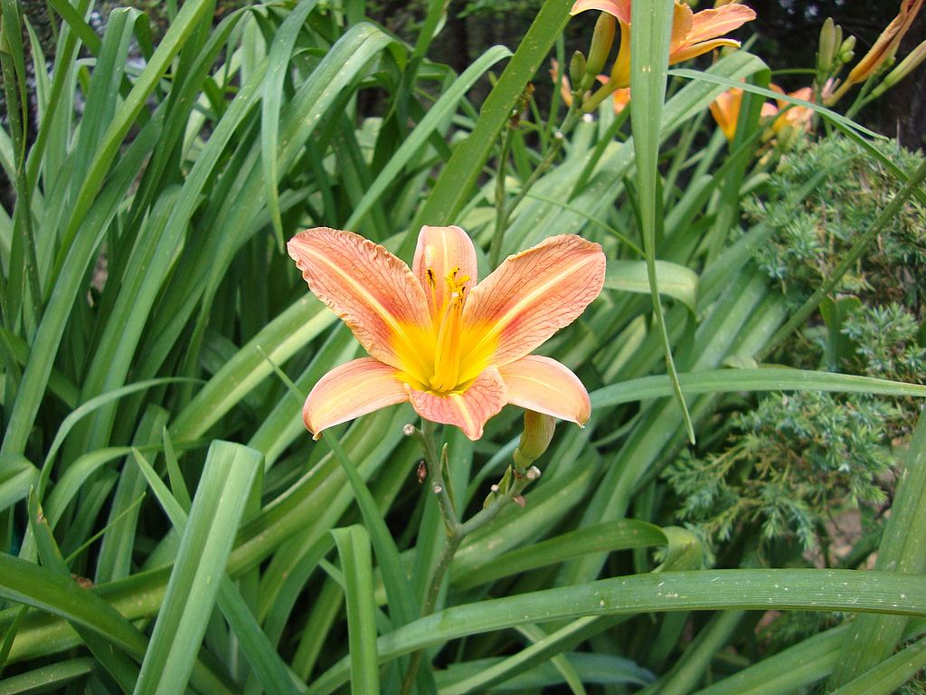 flowers at nanda devi national park