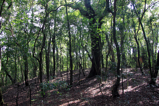 Mawphlang Sacred Forest Meghalaya