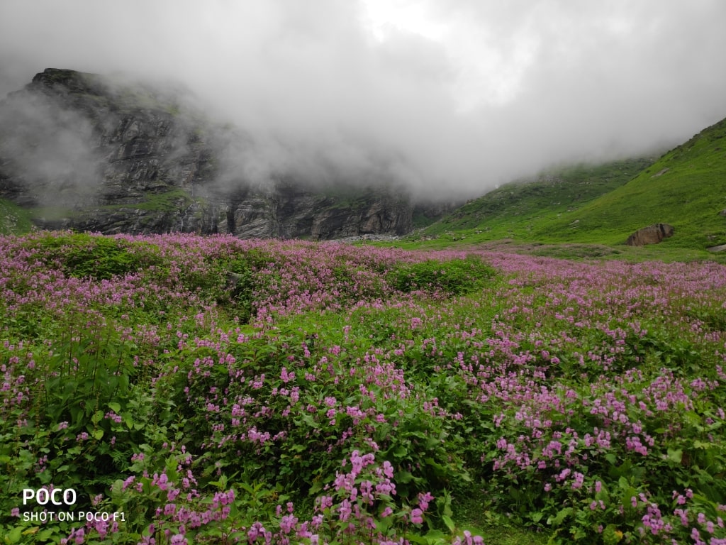 flora and fauna enroute hampta pass