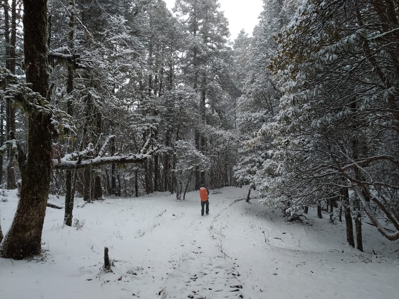 solo trekking in himalaya