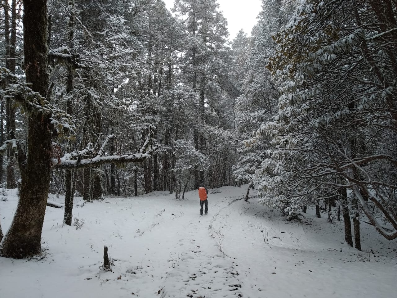 trekker carrying rucksack walking through the forest