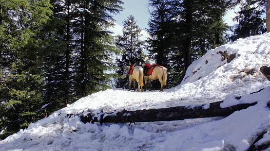 Hore riding in Kufri valley Shimla in winters