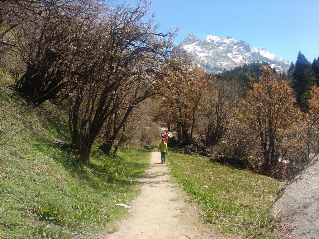 cherry trees enroute har ki dun trek