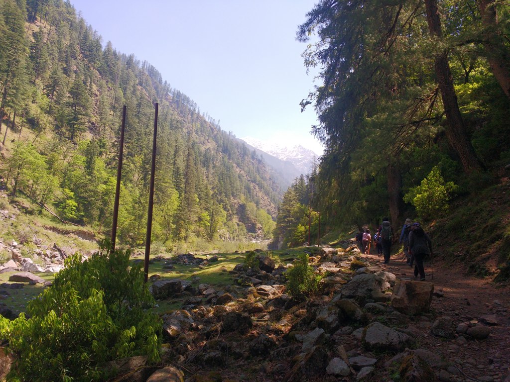 forest on either side of river tons