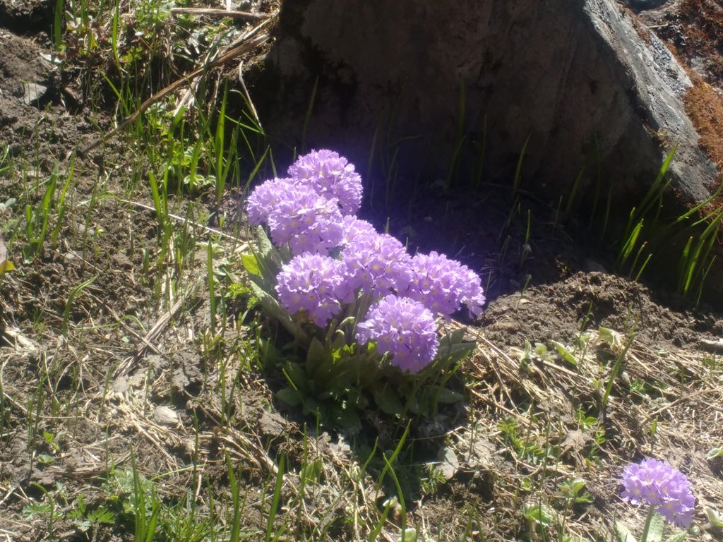 flowers enroute har ki dun trek