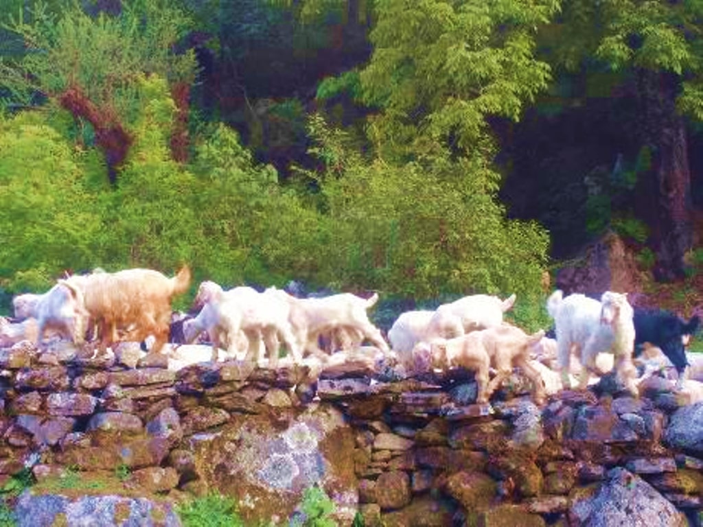 goats kids near campsite