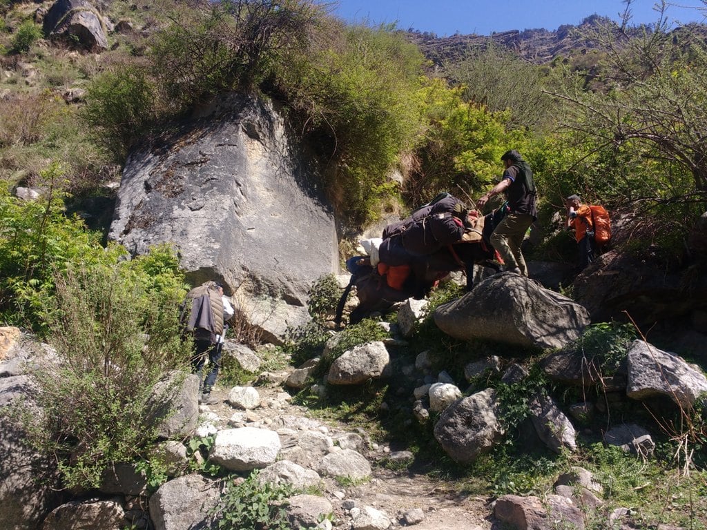 mules carrying luggage