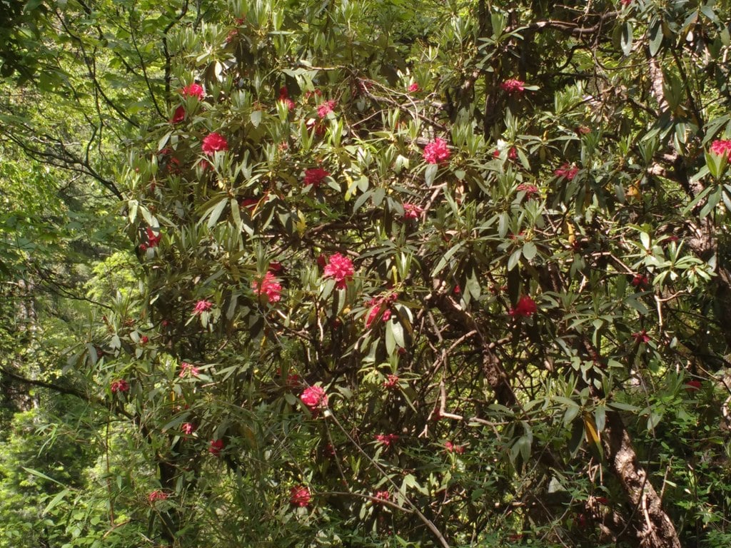 rhododendro flowers