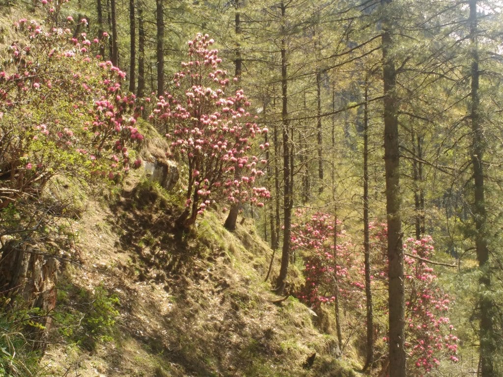 rhododendron tree