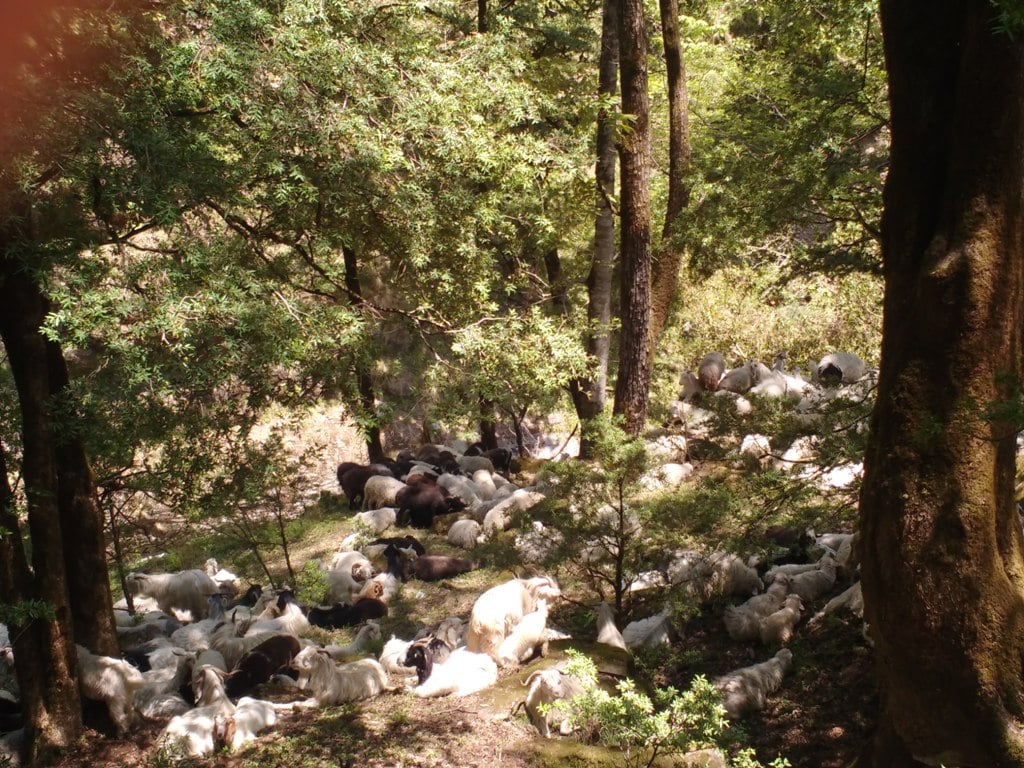 sheeps grazing at forest