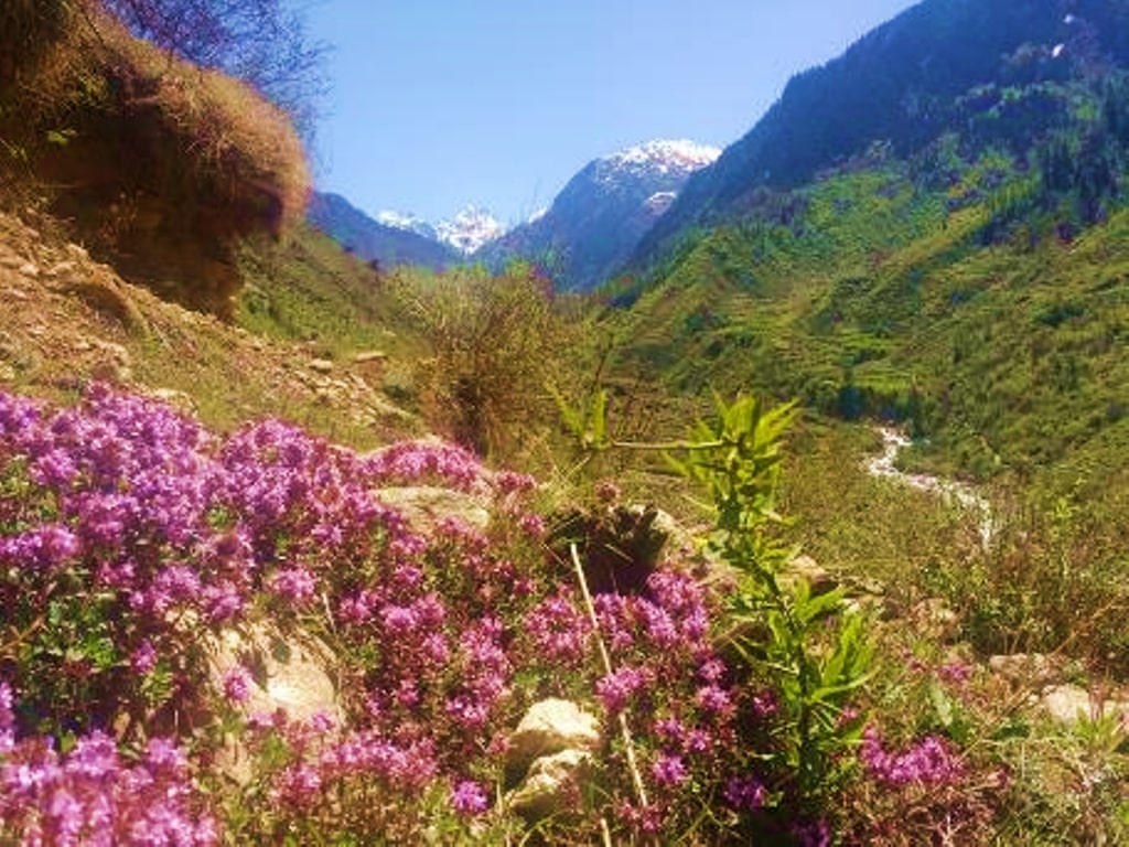 wild flowers enroute har ki dun trek