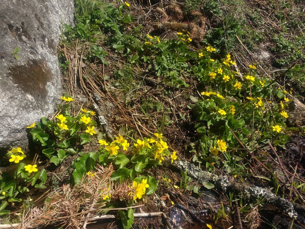 wild flowers enroute har ki dun trek