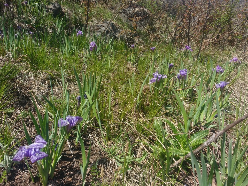 wild orchids