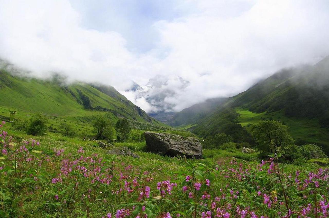 Pink colour flower blooming over green mountain grassland with sky filled with cloud shattering in the peak of mountain