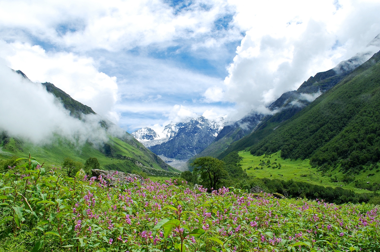 pink colour flower blooming in green grassland with both side huge mountain covered with greeen grass and trees and straight head himalayan mountain sheding bursting the clouds