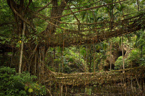 doible decker living root bridge