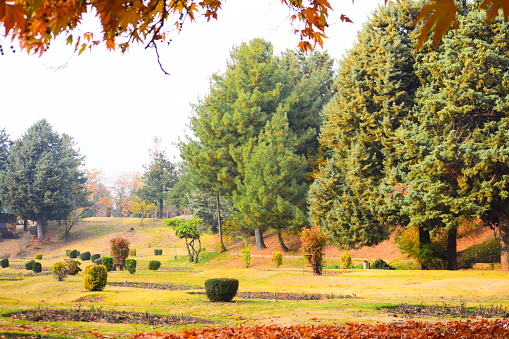 kokernag botonical garden kashmir