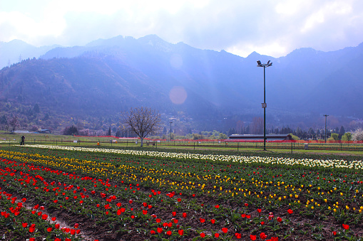 Indira Gandhi Memorial Tulip Garden