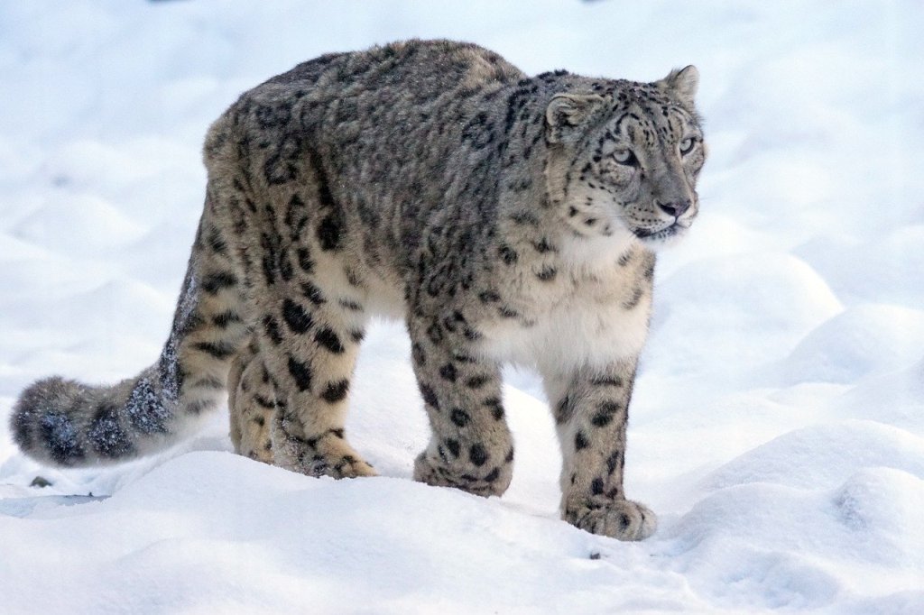 snow leopard