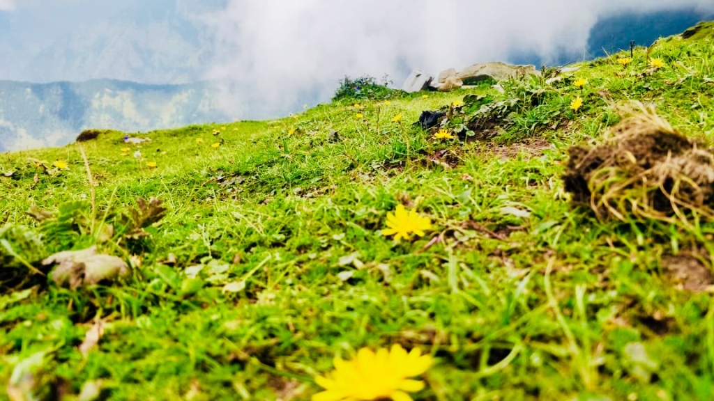 wildflowers enroute chopta tungnath chandrashila