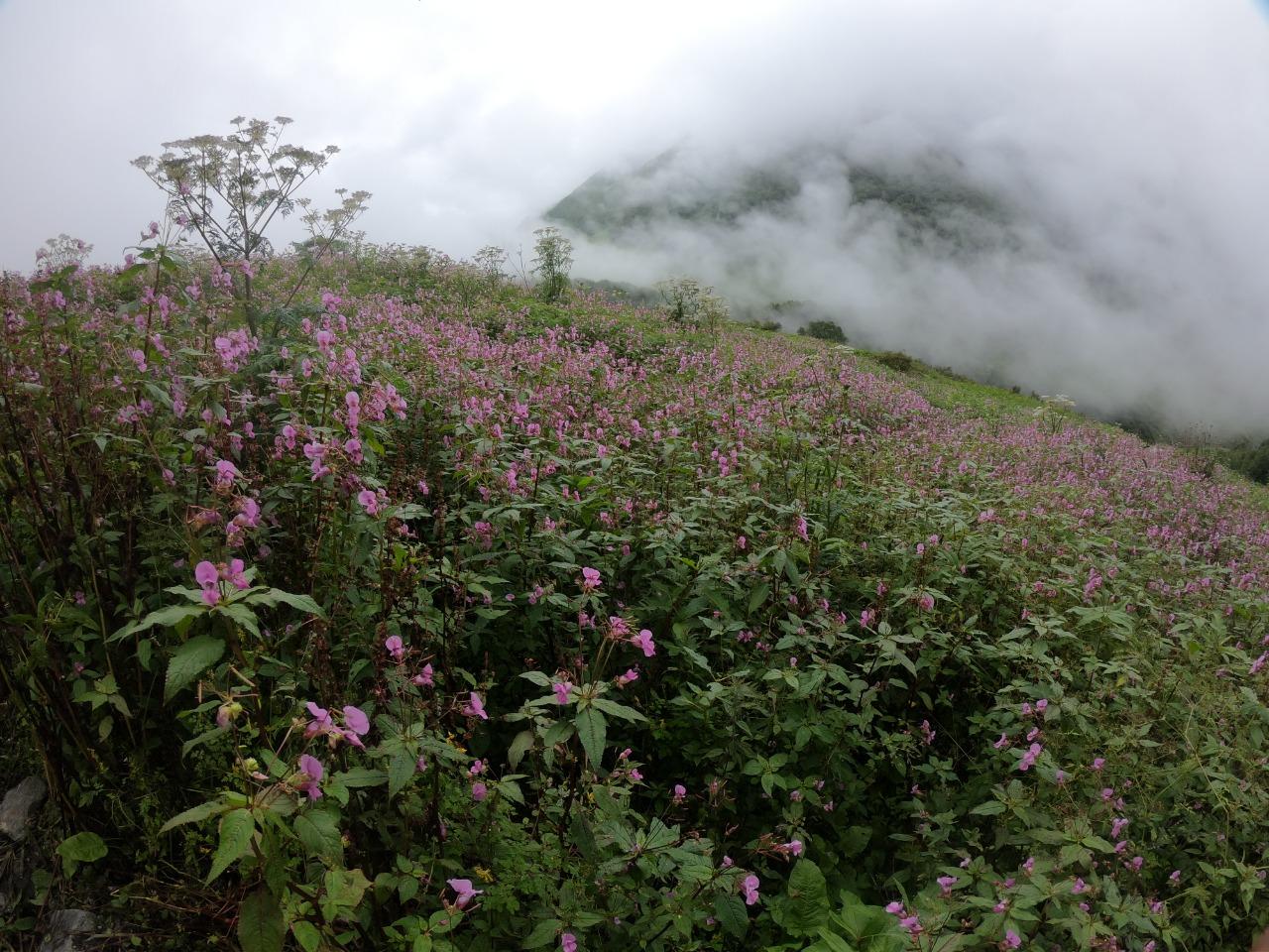 wild flowers blooming in valley of flower with distant place filled with fog